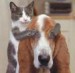 mačka a pes.jpg